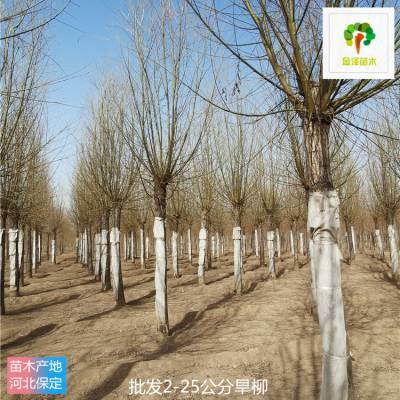 旱柳树 远销湖北黄冈 无病虫害 种类多样