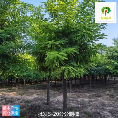 刺槐树苗-12公分刺槐-主打产品-远销广东潮州