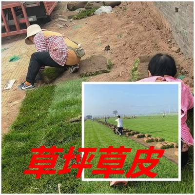 ▶河北地区小区草坪廊坊草皮铺设草种草籽播种养护种植◀供应☛廊坊草坪