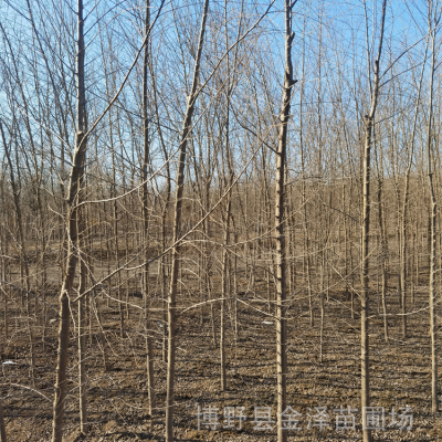 白榆 远销陕西延安 冠幅饱满 提供种植技术