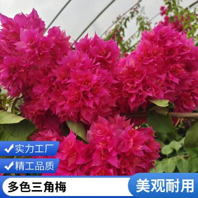 三角梅 杯苗 高度30到50cm 品种多 观叶观花 绿化使用 参天园林