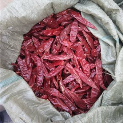 色素辣椒种子代理价格德州色素辣椒种子农瑞丰质优价低