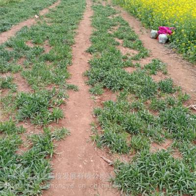 面条棵红花草食用野菜基地出售益丰