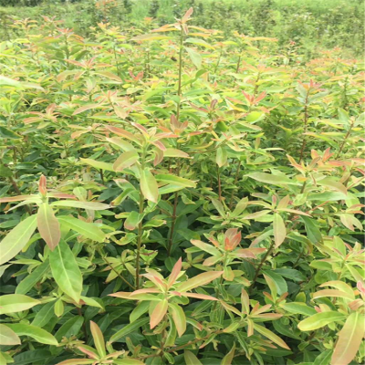 供应木荷小苗产地农户一年生小苗价格木荷杯苗园林绿化