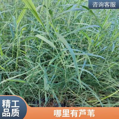 芦苇种植 花叶芦苇苗批发 基地直销