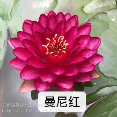 七台河河道睡莲种植 牡丹江睡莲苗价格 鸡西弹群红色睡莲种苗