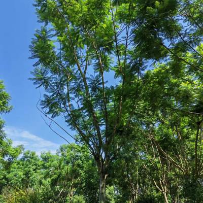 出售蓝花楹工程绿化苗的基地 四川成都蓝花楹地苗价格