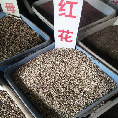 红花种子种植技术指导 实力商家