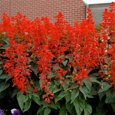 苗圃批发四月夜鼠尾草 天蓝鼠尾草 一串红鼠尾草 花海景观工程化鼠尾