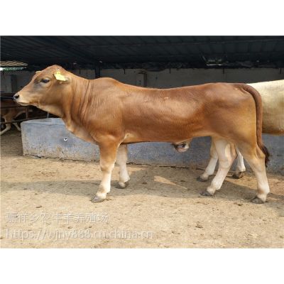 肉牛价格波尔山羊养殖基地-肉牛-西门塔尔肉牛