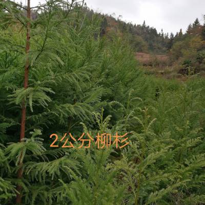 Ӧһɼ磬ɼľ磬ɼ磬20cm-50cmɼľ