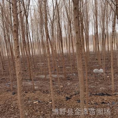 榆树苗基地-苗圃基地-远销广西防城港百色河池北海