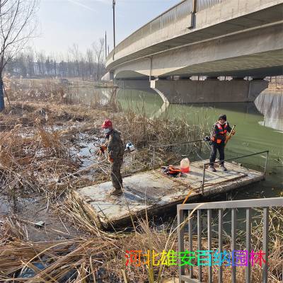 收割芦苇 公园收割芦苇 湿地收割芦苇 城市水系收割芦苇施工团队