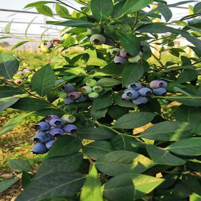 优质蓝莓苗育苗基地 惠农 3年生蓝莓苗多少钱