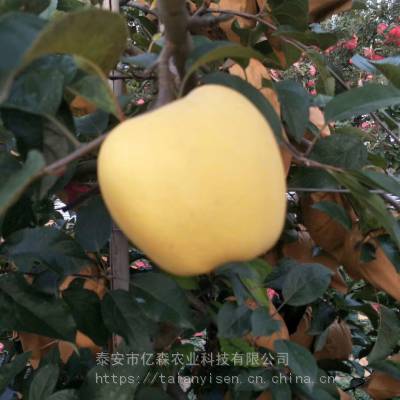 中秋王苹果苗种植优势威海金苹果苗种植优势