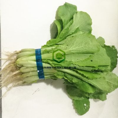 小型台式香肠扎捆机 超市专用蔬菜捆绑机 卡片扎捆机型号