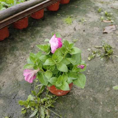 时令草花批发 多色矮牵牛 欧石竹 鼠尾草 矾根现货充足