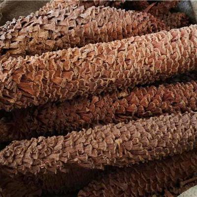 中药材铁树花功效作用 苏铁,象尾菜,凤尾蕉,孔雀抱蛋,暹罗苏铁,节节