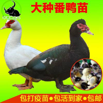 2020Ѽ۸ʷѼ纵Ѽ***