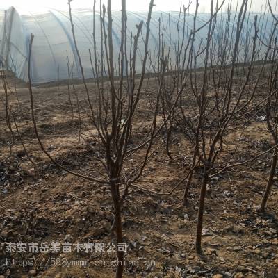 5公分梨树多少钱 玉露香梨树苗育苗基地