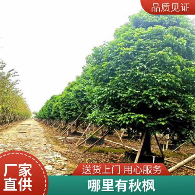 广东卓绿秋枫树种植产地厂家批发米径8-10-15-20公分截杆假植苗 欢迎询价采购