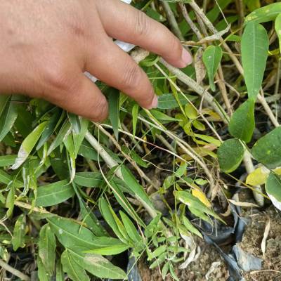 无患子杯苗 小苗苗圃供应基地直发 道路景观绿化苗木