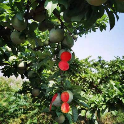 辽宁金农苗木基地 日本李王李子苗 味帝李子树苗早熟品种