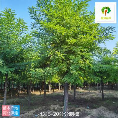 河南刺槐苗木供应 洋槐树苗 科学管理 分枝点均匀 苗木培育基地