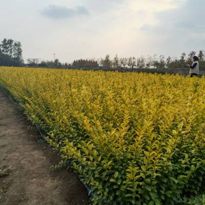 富春园林 金叶女贞 道路绿化带配植工程苗 苗木批发基地1m规格