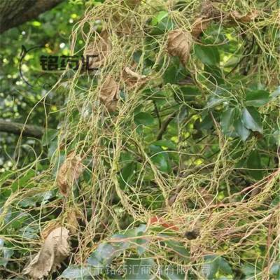 中药材无爷藤野生飞扬藤产地大货药食同源散装无杂质上千种中药材