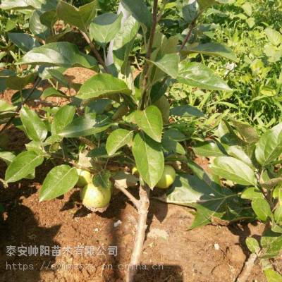 矮化苹果树苗农户直销 帅阳苗木 厂家供应 苹果苗自产自销