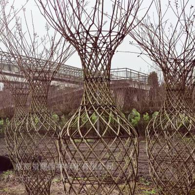2-3米高紫薇花瓶基地 红花紫薇花瓶批发 紫薇花瓶造型工程苗