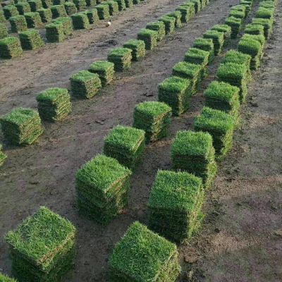 湘西凤凰 马尼拉草坪 植草护坡生态复绿优质草皮出售价格