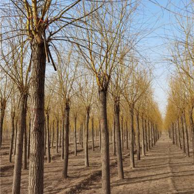 17公分金丝垂柳 工程种植 品种全 自家苗圃