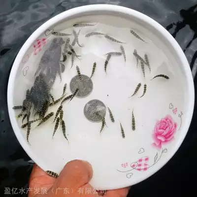 浙江宁波 纯种笋壳鱼苗 笋壳鱼苗孵化基地 淡水笋壳鱼苗养