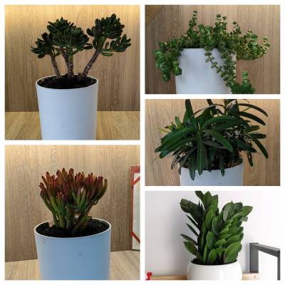 天津写字楼花卉租赁 办公室花卉租摆设计 花卉租赁养护服务 花卉销售配送天津写字楼花卉租赁 办公室花卉租摆设计