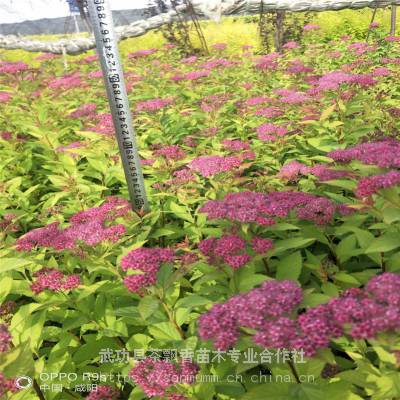 茶飘香喜潮湿耐干燥绣线菊_成都绿篱绣线菊_报价