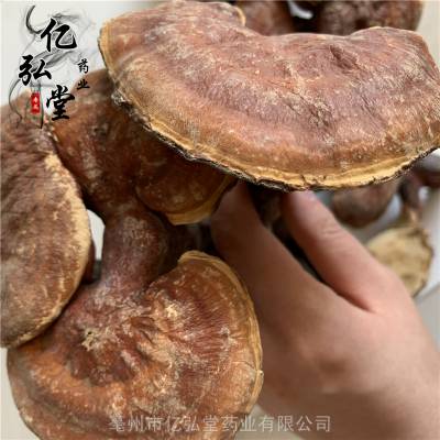 面议白灵芝药用用法及用量 玉芝药用有什么药效安徽 谯城区亳州市铭药