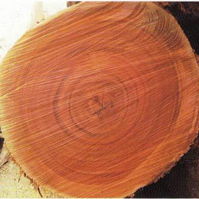 木材原木进口代理报关清关服务，所需资料及流程