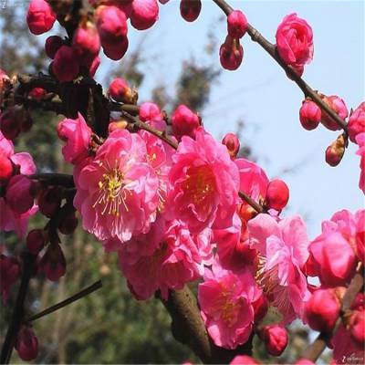 红梅树苗 庭院绿化花卉苗木 红梅 腊梅冬季开花 耐寒庭院植物浓香