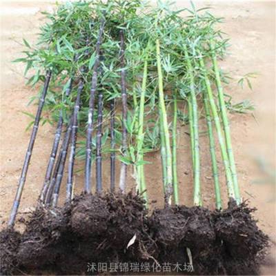 贵州绿化竹子的准信息 贵州绿化竹子供应商提供