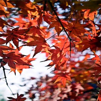 基地供应 红枫 红枫苗 树苗盆栽地栽 庭院别墅绿化苗木观赏花卉植物