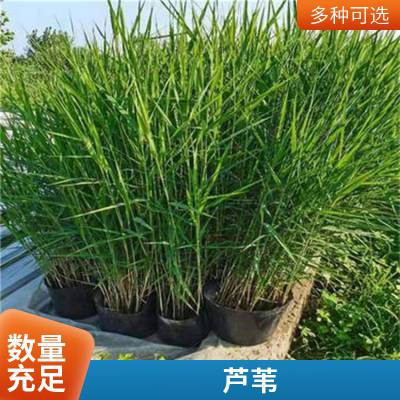 适合河道绿化耐寒芦苇苗湿地绿化水生植物负责施工种植包成活