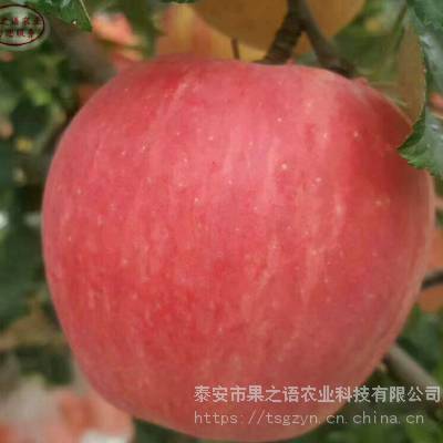 新世界苹果苗供应、新世界苹果苗种类繁多