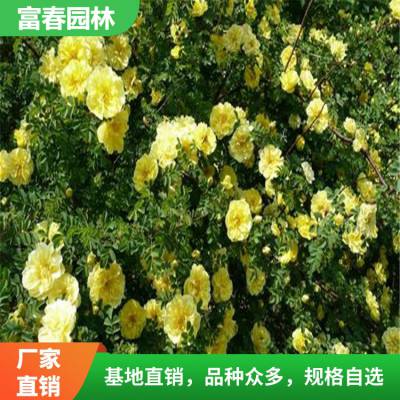 黄 刺玫 园林绿化工程苗黄刺玫苗 黄刺玫 球 开花绿化植物