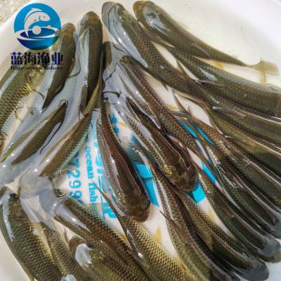 八里街草魚水花苗 廠家批發淡水金草魚苗 金草魚苗養殖基地