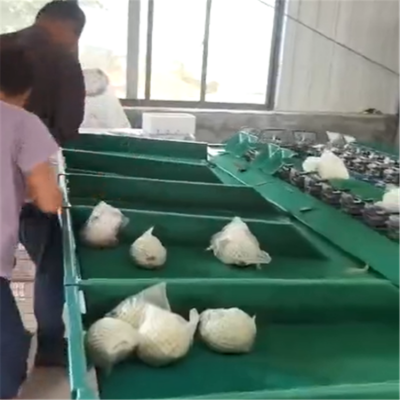 会理石榴分选设备 水果选果机分果机 一机多用功能多