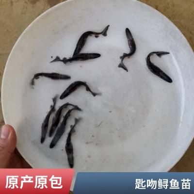 港发水产 养殖基地 鸭嘴鱼苗 生命力顽强 种类多样基地批发