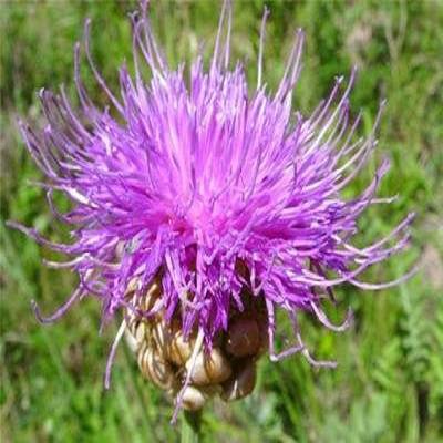 狼头花提取物 野兰提取物 和尚头提取物