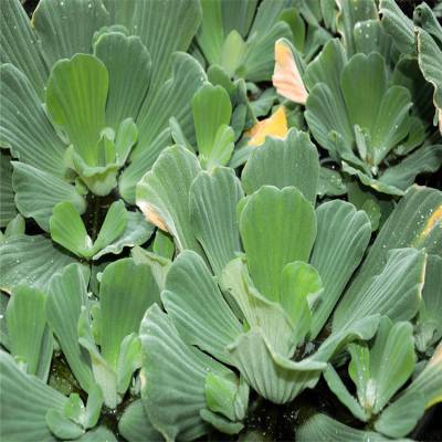 厂家批发大薸 水白菜 水莲花 大叶莲 净化水体 河道治理水生植物